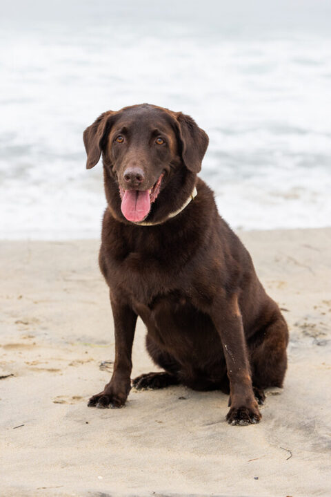 mission beach family photography 9