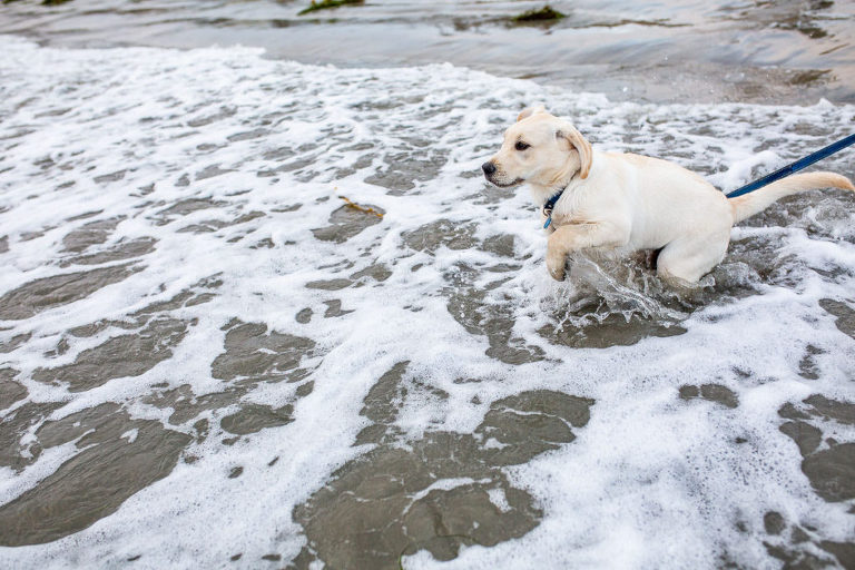 pet-photographer-san-diego-4