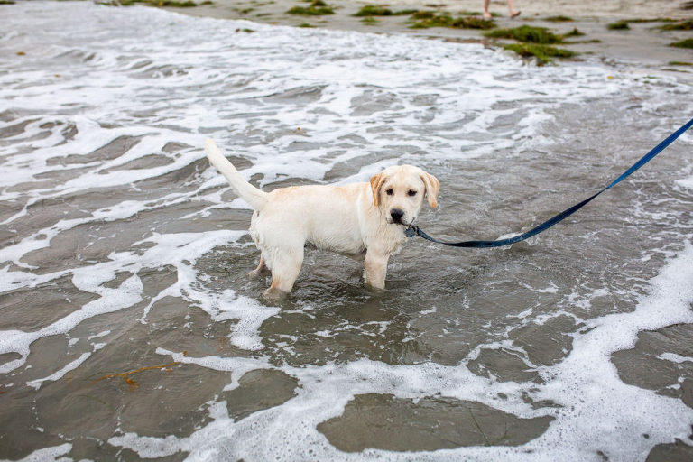 pet-photographer-san-diego-5