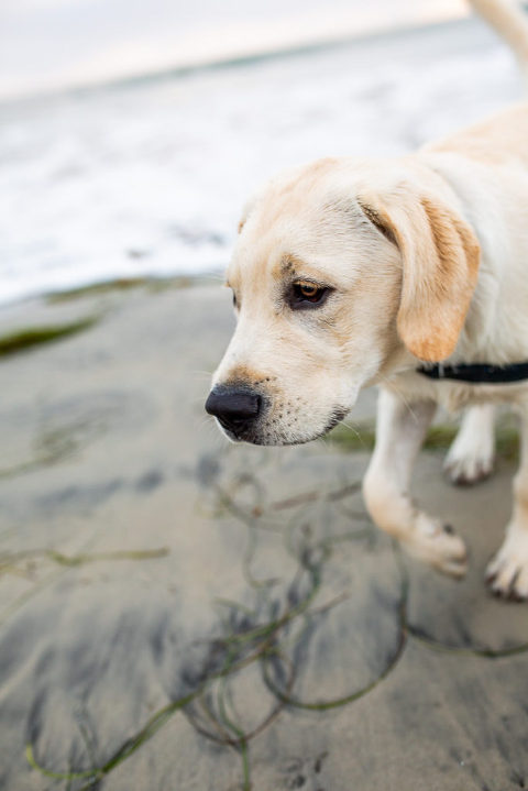 pet-photographer-san-diego-6