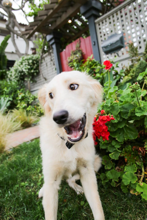 family portraits with dog on the beach