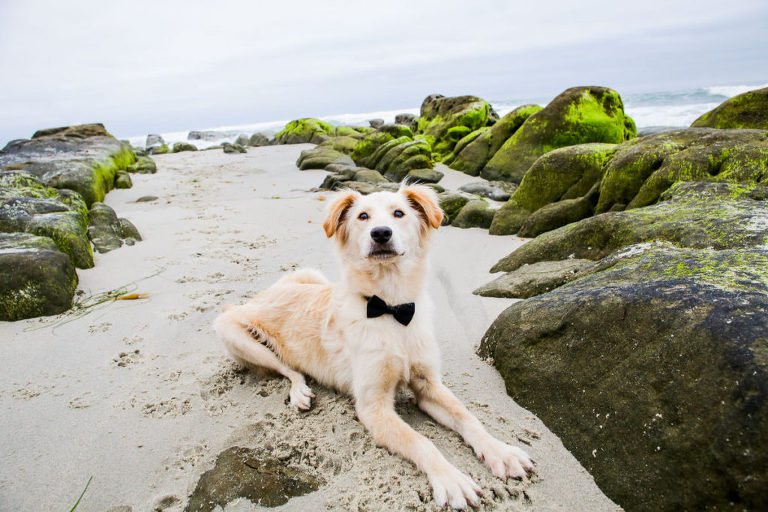 san diego beach photographer