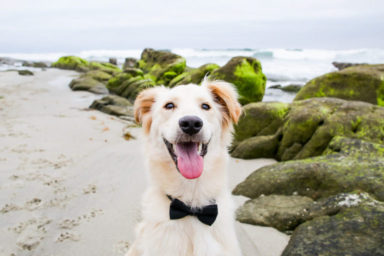 dog beach photos elleGphoto 16