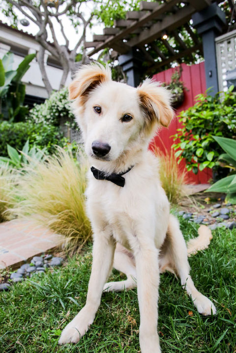 dog beach photos elleGphoto 2