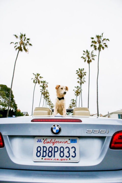 dog beach photos elleGphoto 7