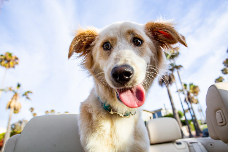 dog beach photos san diego elleGphoto 6