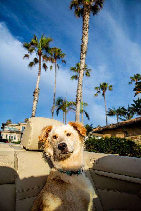 dog beach photos san diego elleGphoto 7