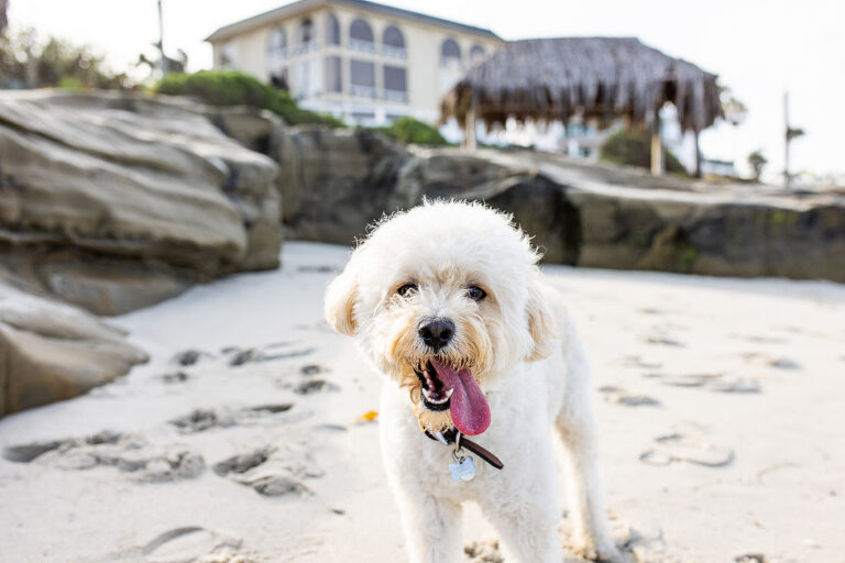 la jolla beach photographer