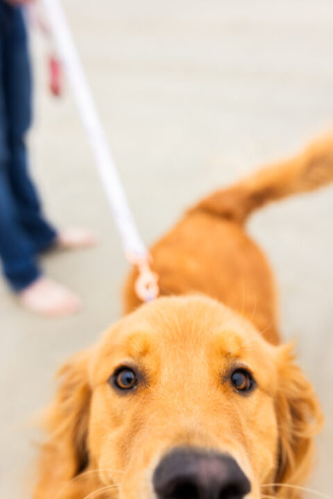 coronado maternity photographer 4