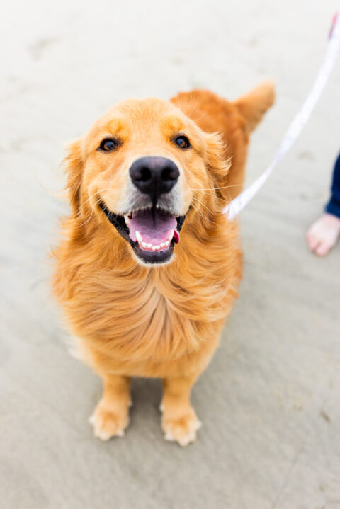 coronado maternity photographer 5